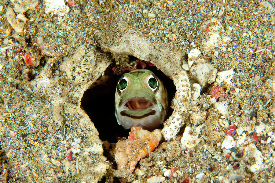 Jawfish Opistognathus Sp.  Appeared Photograph by Nhpa