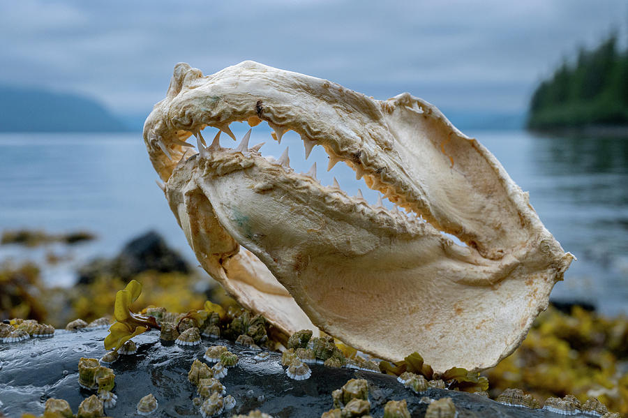 Jaws Of Salmon Shark , Prince William Sound, Alaska, Usa. Photograph by ...