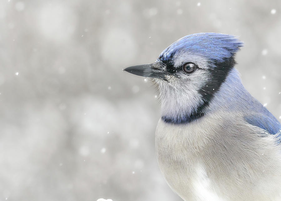 Jay In The Snow Photograph by Jim Hughes