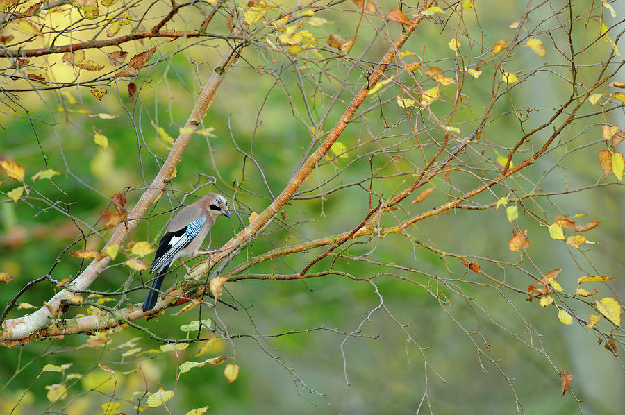 Bird Photograph - Jay Perched On Branch With Autumn Leaves, Kent, Uk by Terry Whittaker / Naturepl.com