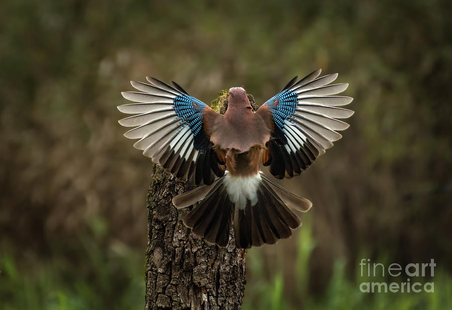 Bird Photograph - Jayhawk open wings by Alberto Agnoletto.