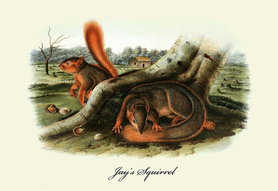 Jays Squirrel Painting by John Joseph Audubon