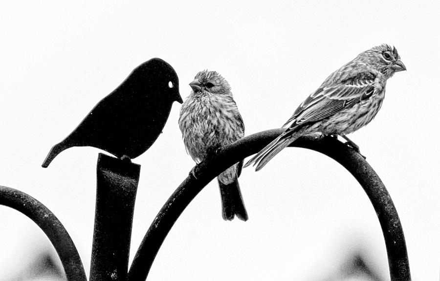 Bird Photograph - Jealousy by Briana K