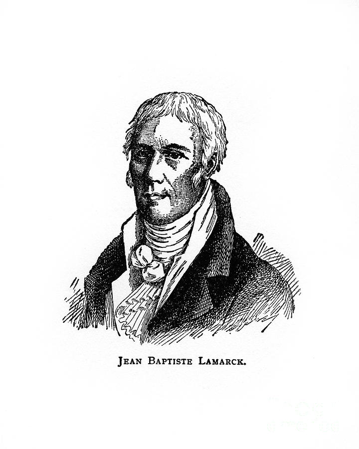 Jean-baptiste Lamarck, French Drawing by Print Collector