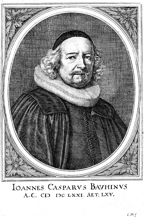 Jean Caspar Bauhin 1606-1659, Swiss Drawing by Print Collector