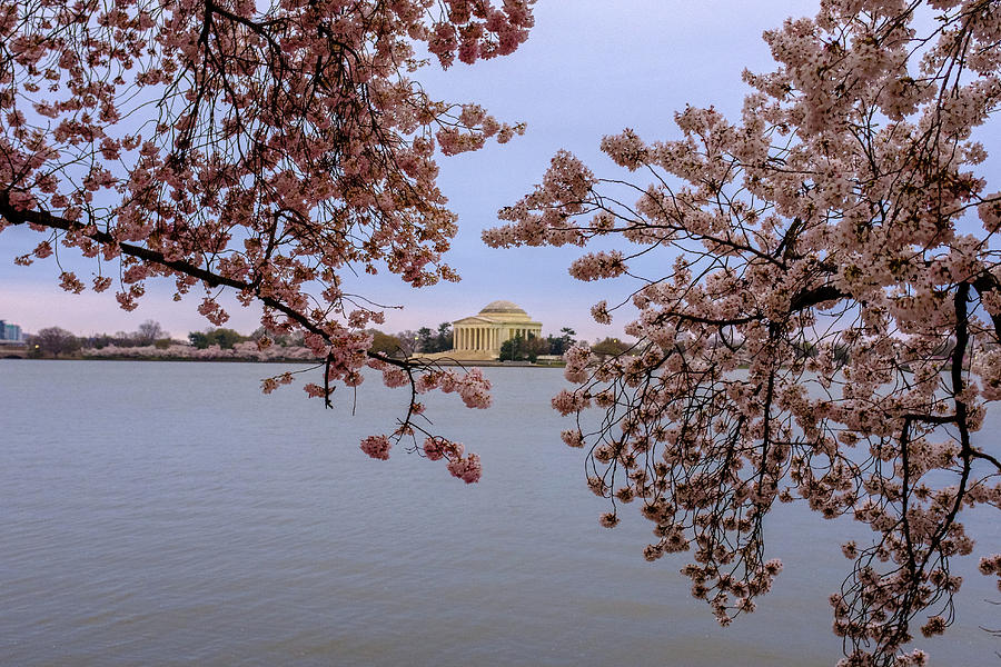 Jefferson Memorial and the Cherry Blossoms Photograph by Doug Ash