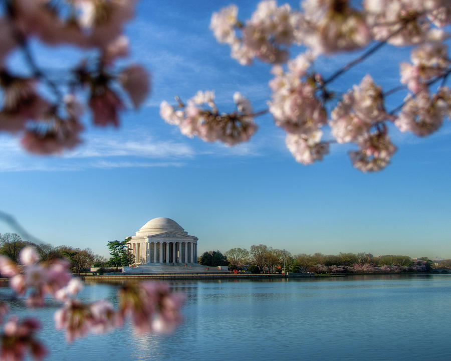 Jefferson Memorial Framed By Cherry Photograph by Eric Felton