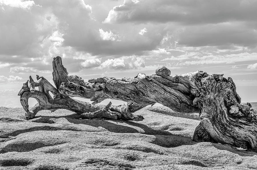 Pine Trees Photograph - Jeffrey Pine On Sentinel Dome by Joseph S Giacalone Pine Trees Photograph - Jeffrey Pine On Sentinel Dome by Joseph S Giacalone