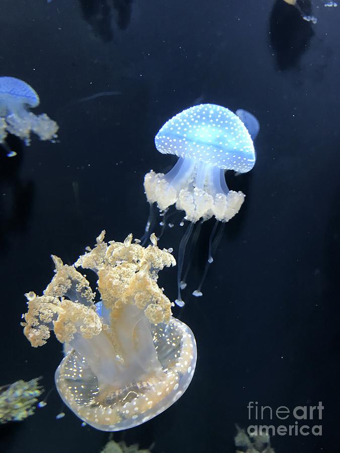 Jellies Photograph by Patricia Tierney