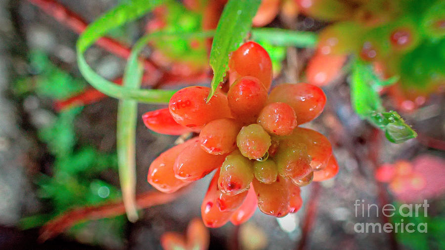Jelly Bean Sedum  Garden Flowers Photograph by David Zanzinger
