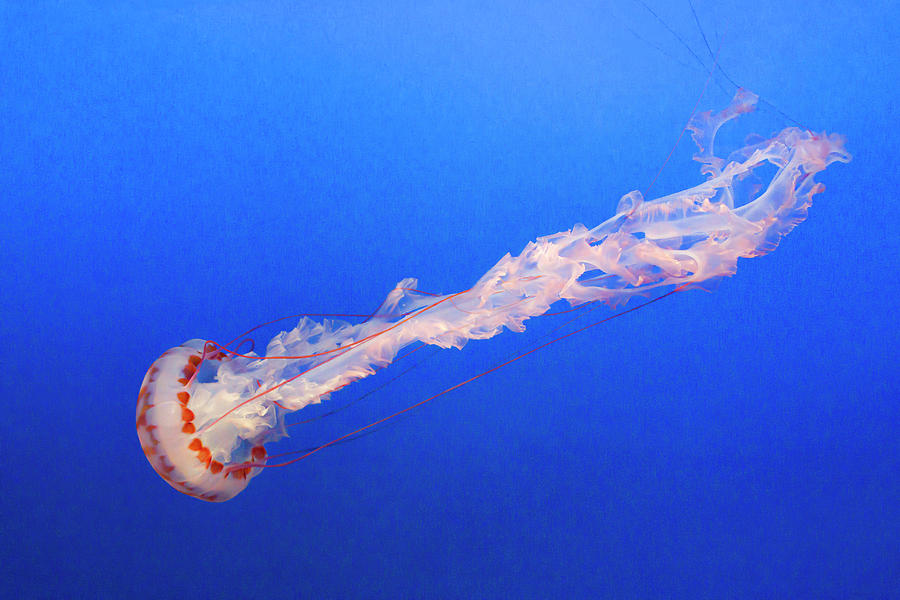 Jelly Dive Photograph