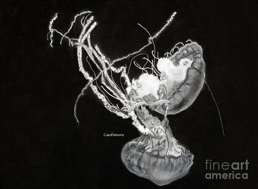 Jelly Fish Drawing by Carol Morris