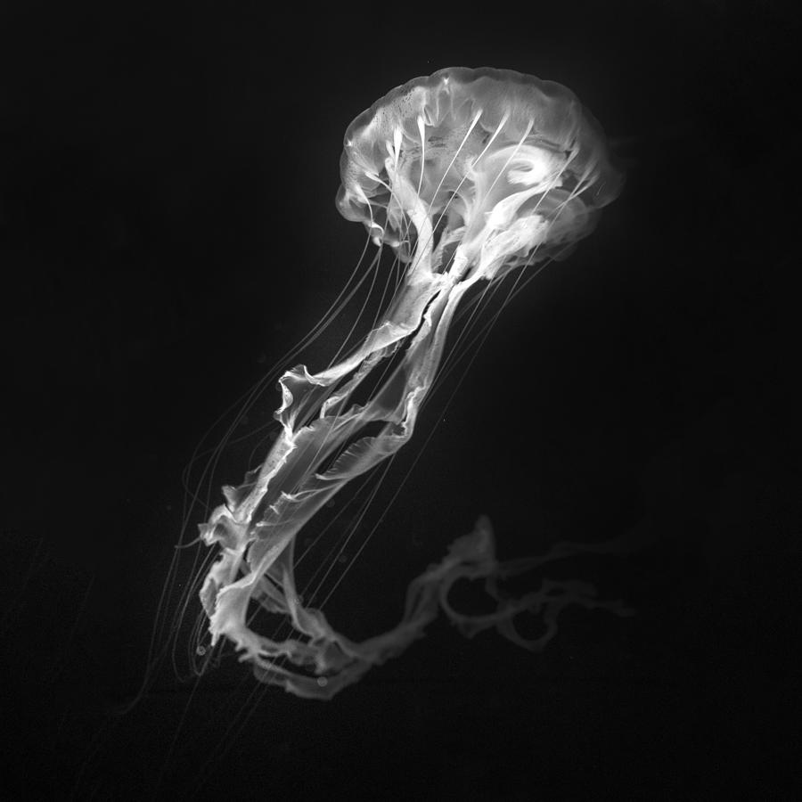 Animal Photograph - Jelly Fish Dance by Antonyus Bunjamin (abe)
