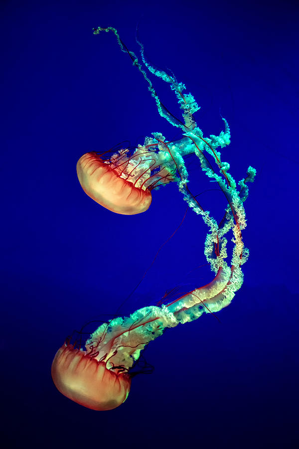 Animal Photograph - Jelly Fish by Louis-philippe Provost