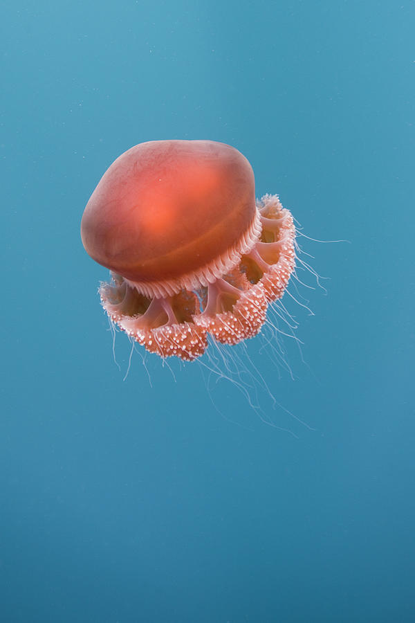 Nature Photograph - Jelly Fish by Scott Portelli