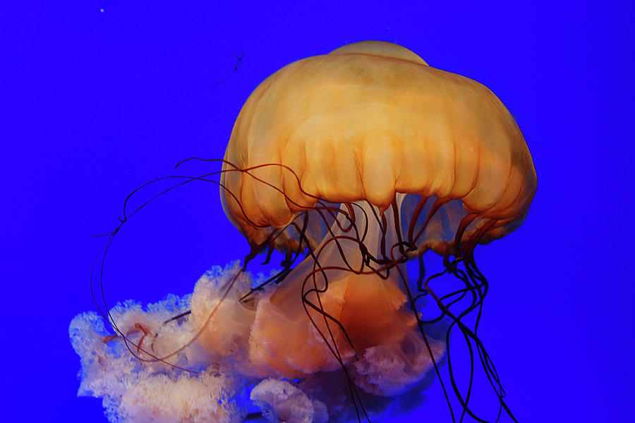 Jelly Fish Photograph by Skygon