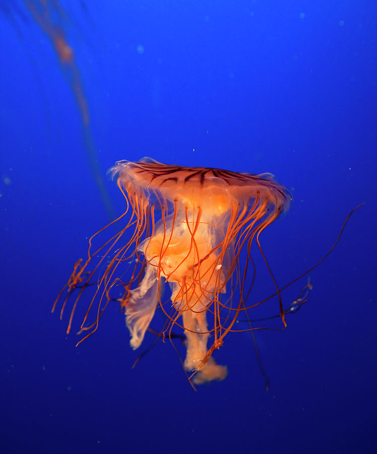 Jelly Fish Photograph by Steve Johnson