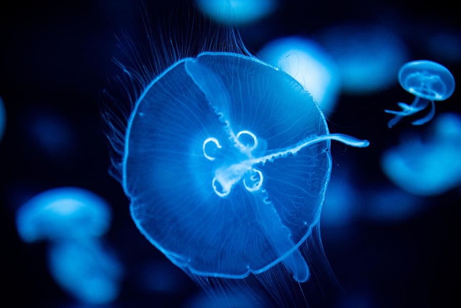 Underwater Photograph - Jelly by Kevin Xu