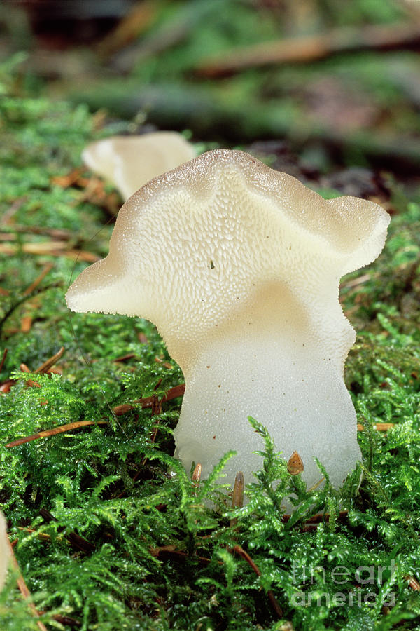 Jelly Tongue Fungus Photograph by John Wright/science Photo Library ...