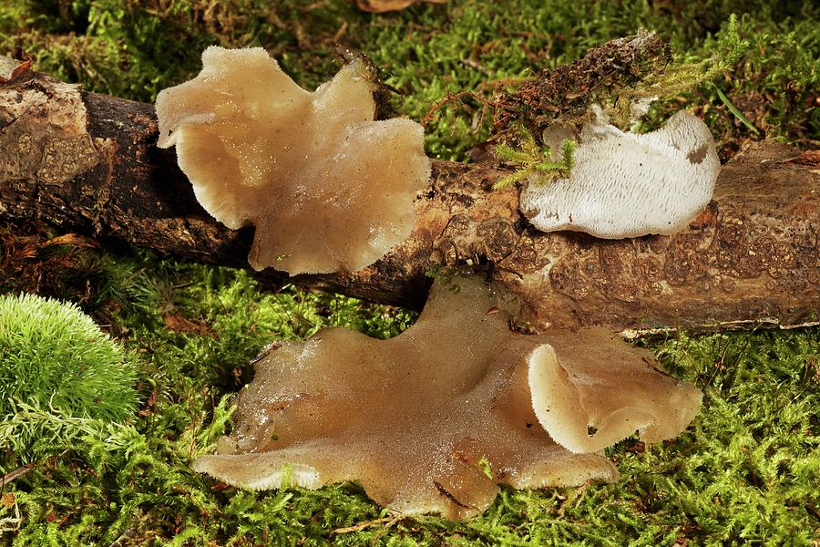 Jelly Tooth Fungus Photograph by Feiler Fotodesign