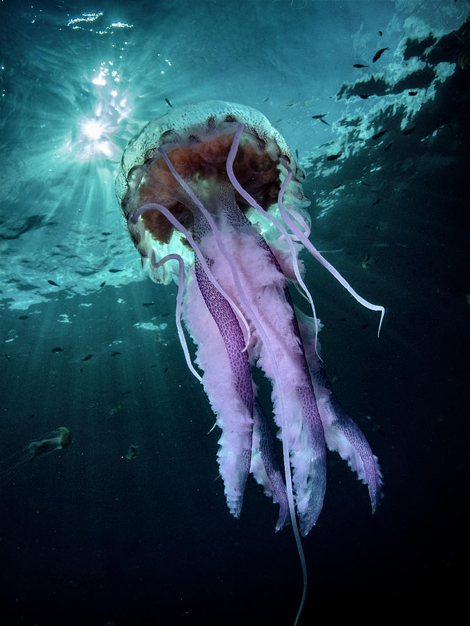 Jellyfish Photograph by © Francesco Pacienza