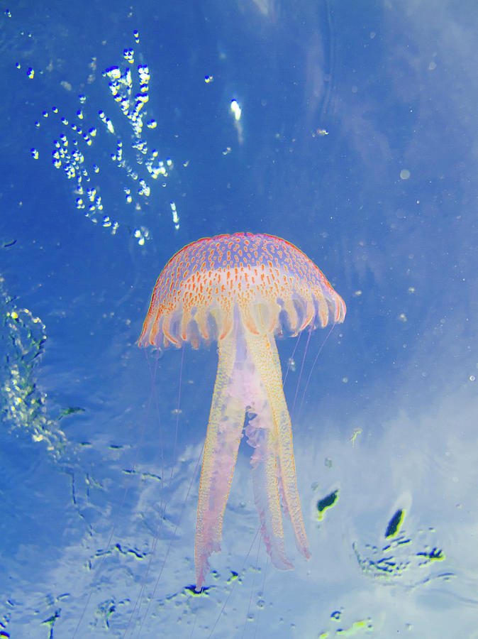 Jellyfish Photograph by Alex Bramwell