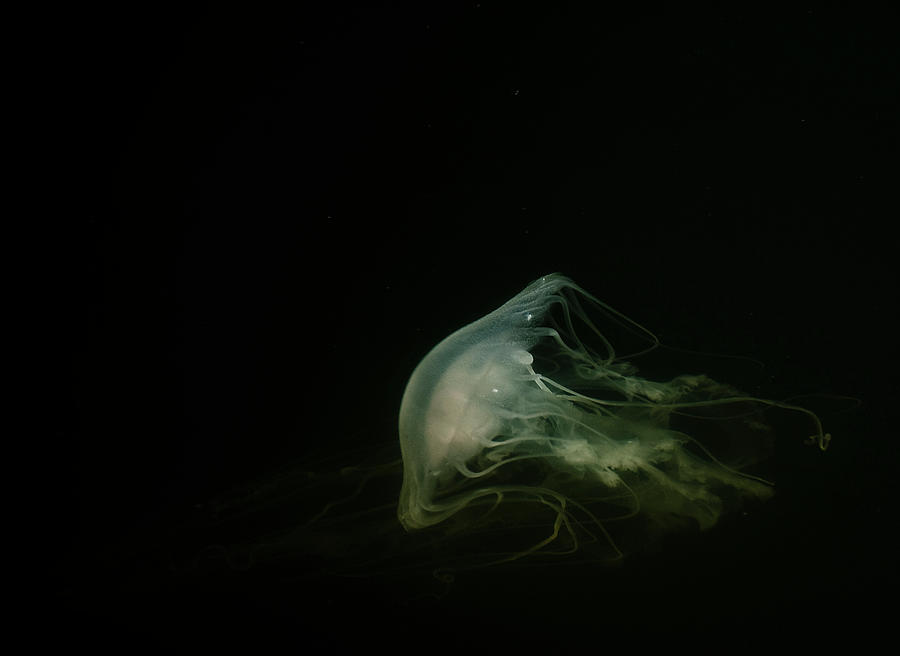 Jellyfish Photograph by Am Photography Llc