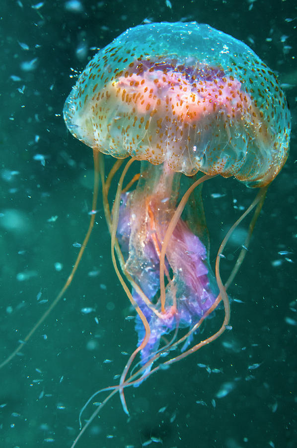 Jellyfish Amongst Plankton, Shetland Isles, Scotland, Uk Photograph by ...