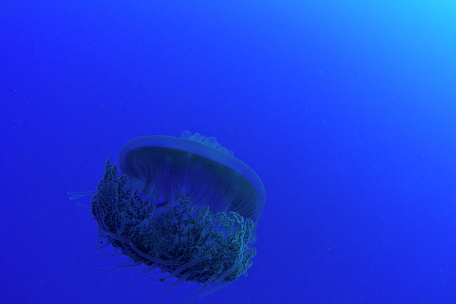 Jellyfish And Coral Reef Underwater Photograph by Born Wild Photos | Pixels