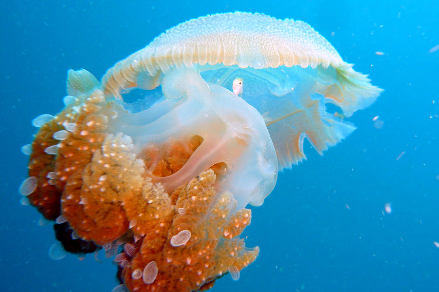 Fish Photograph - Jellyfish And Small Fish by Takau99