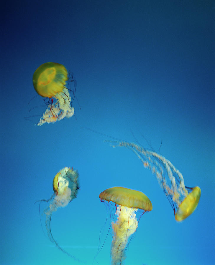 Jellyfish At Aquarium Photograph by Lisa Romerein