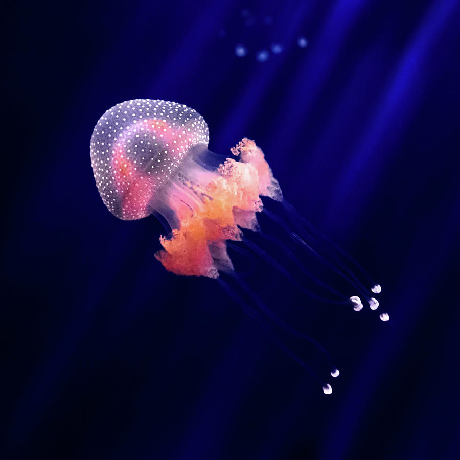 Jellyfish Photograph by Beppeverge