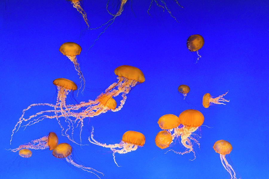 Jellyfish, California Photograph by Stuart Dee