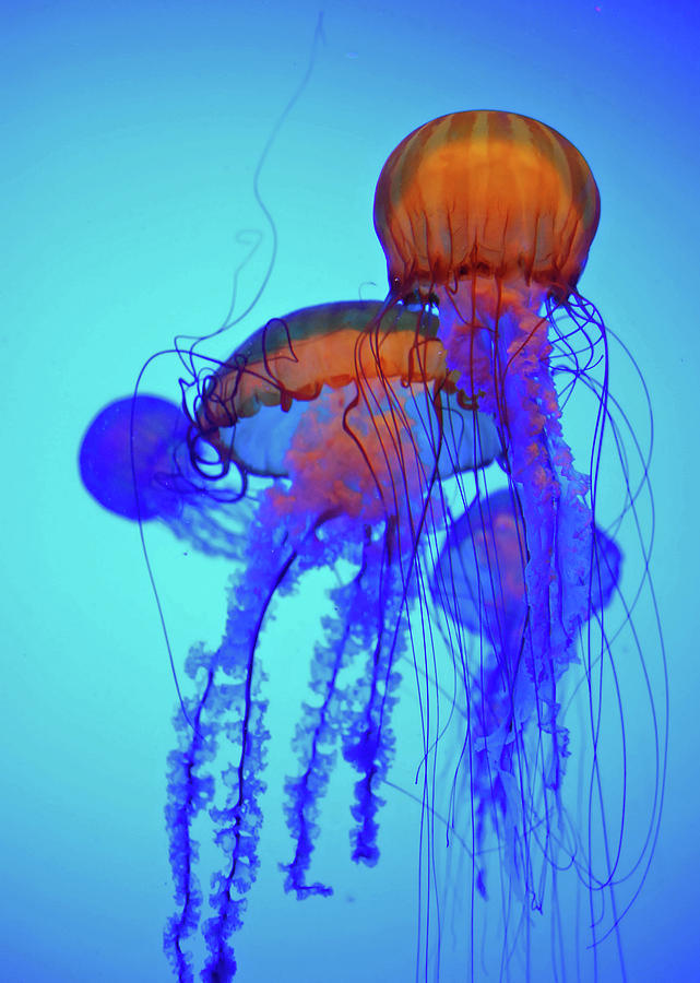 Jellyfish Photograph by Copyright © Steve Grundy (stgrundy)