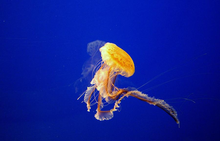 Jellyfish Dancing  Photograph by Cynthia Guinn