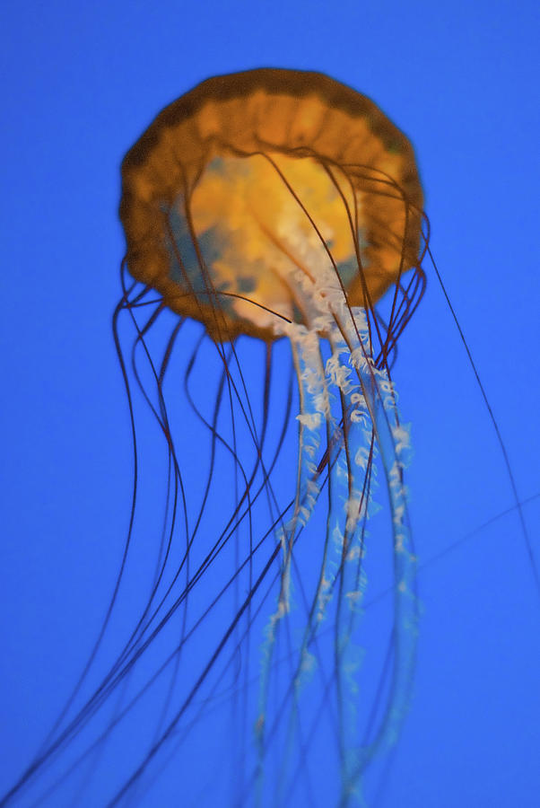 Jellyfish Photograph by Ddejesus