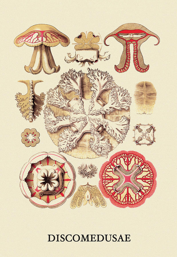 Jellyfish Painting - Jellyfish: Discomedusae #3 by Ernst Haeckel