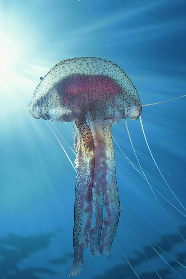 Jellyfish Photograph by Frederic Pacorel | Fine Art America