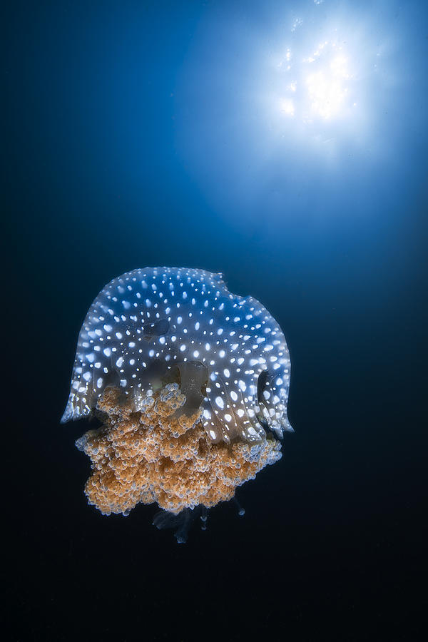 Alien Photograph - Jellyfish From Tachai Pinnacle by Barathieu Gabriel