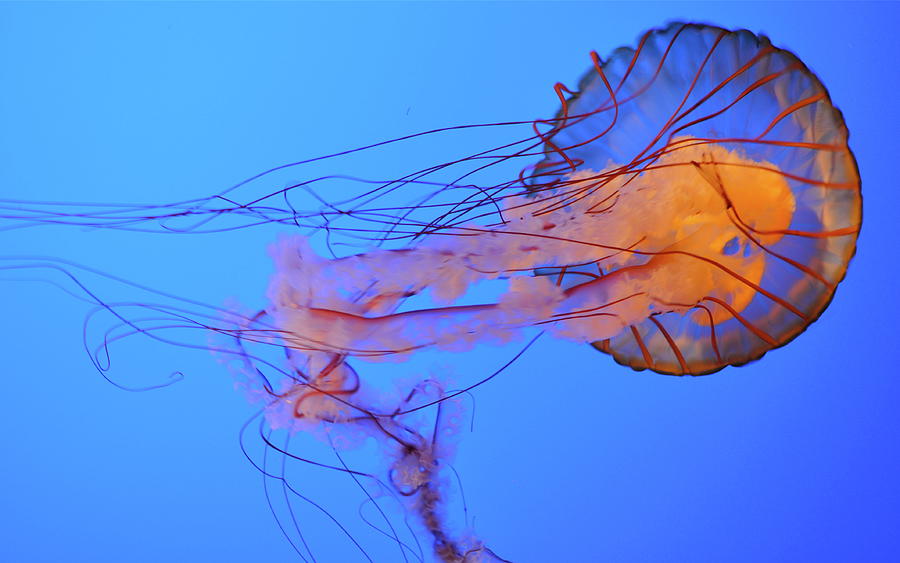 Jellyfish Photograph by Global Imagery By Charles B. Rich