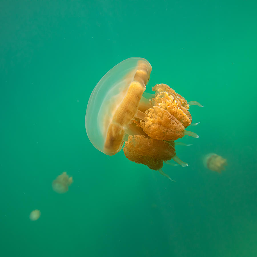 Animal Photograph - Jellyfish by Gunarto Song