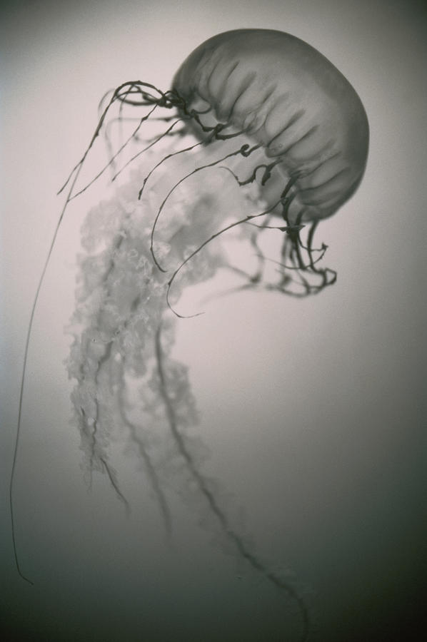 Jellyfish Photograph by Henry Horenstein