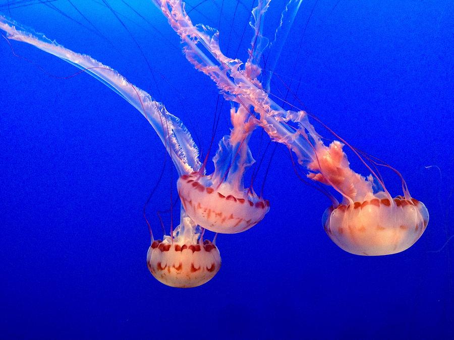 Jellyfish Photograph by Hide