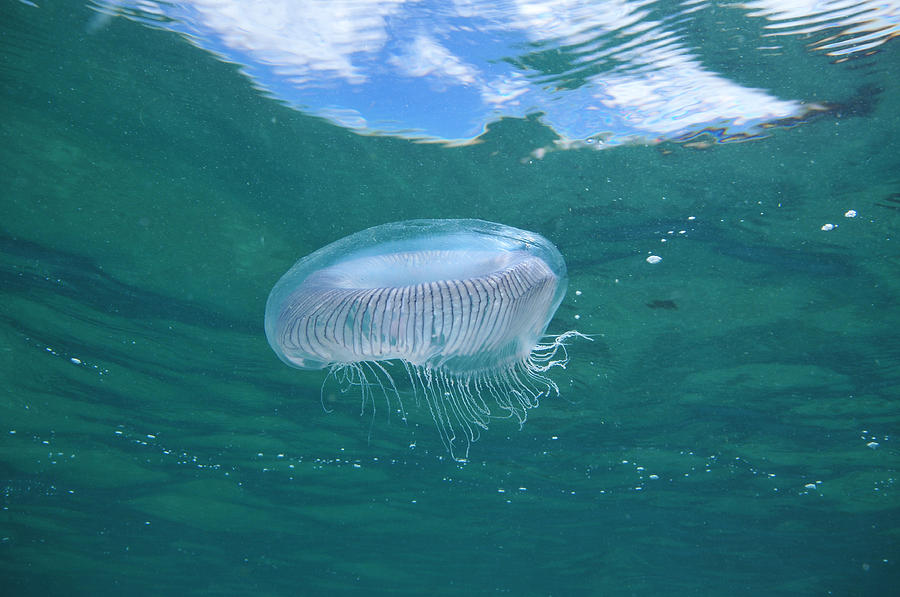 Jellyfish hovering close to sea surface Photograph by Daniel Poloha ...