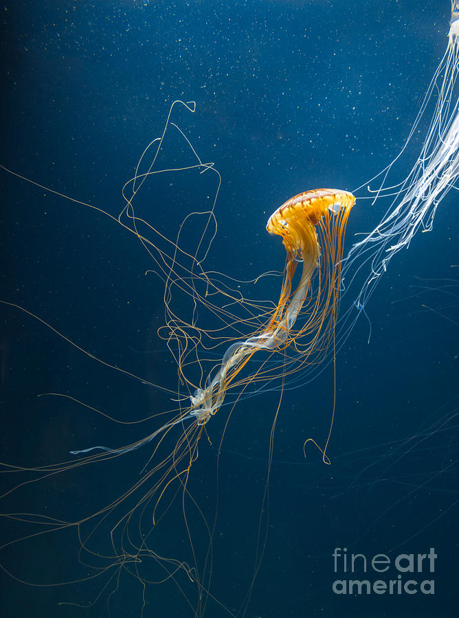 Deep Photograph - Jellyfish by Ileysen Deep Photograph - Jellyfish by Ileysen