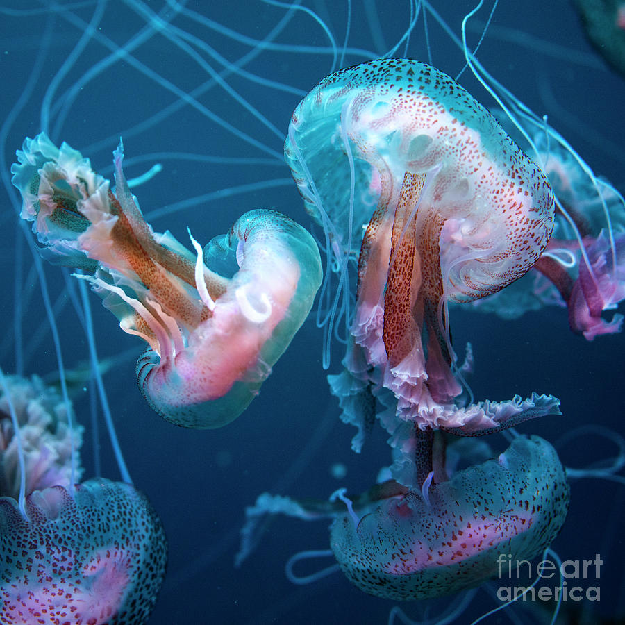 Fish Photograph - Jellyfish in blue  by Rob Hawkins