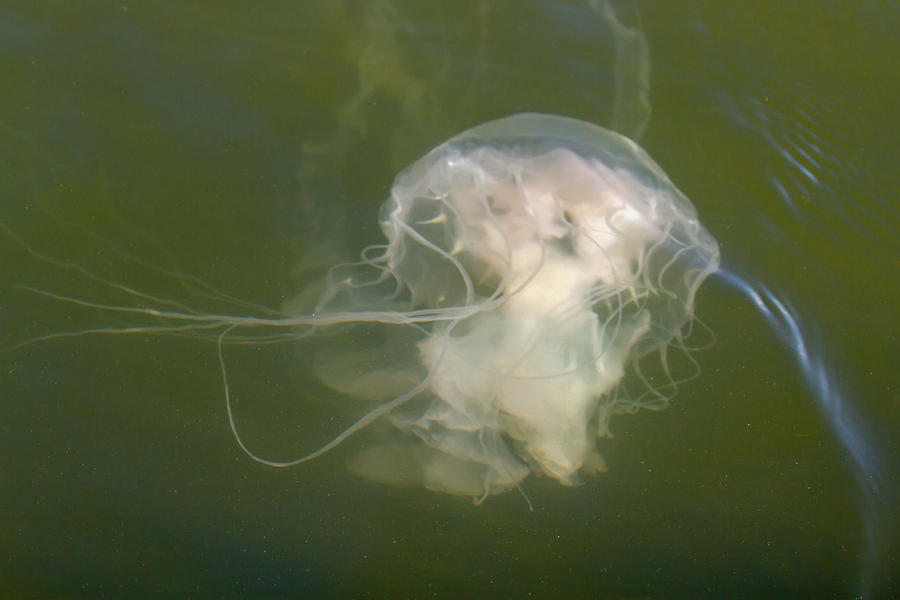 Jellyfish in Chesapeake Bay Photograph by Karen Foley