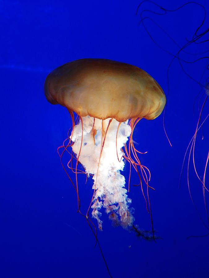 Jellyfish in Deep Blue Photograph by Miranda Kent - Fine Art America