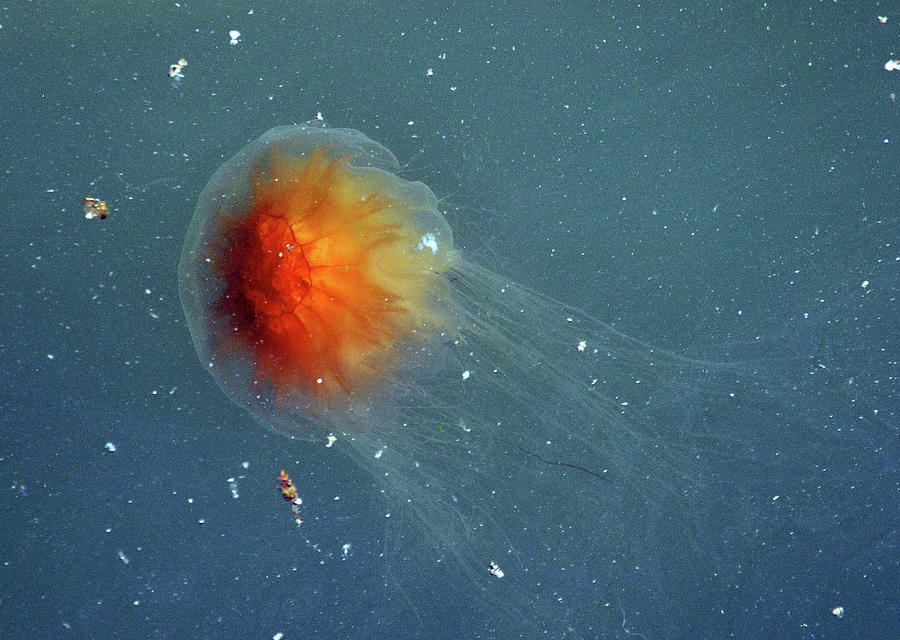 Jellyfish In Long Island Sound Photograph by Photo By Bob Gundersen
