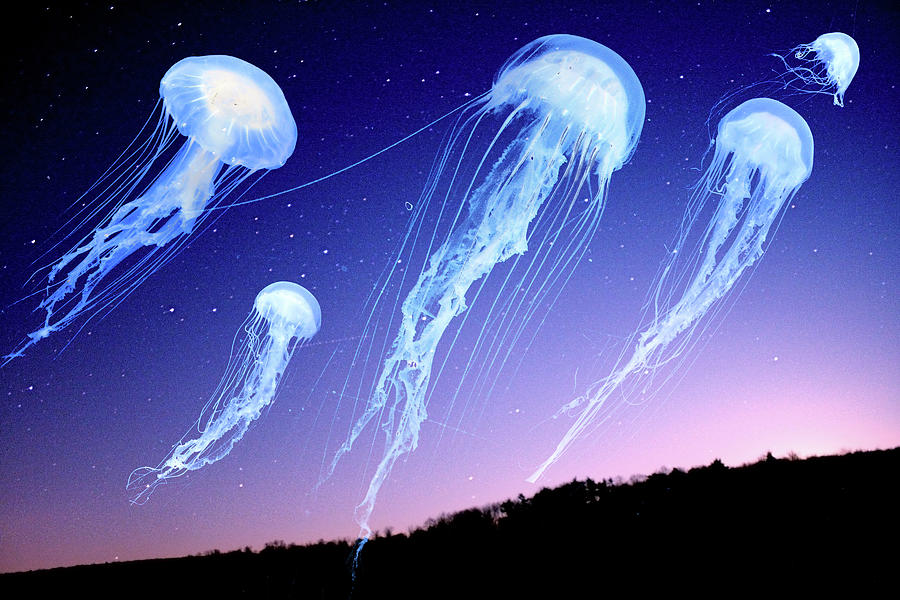 Jellyfish In Night Sky Photograph by Ruth Rado